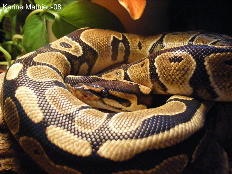Ball python by KarineMathieu on DeviantArt
