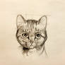 Cat sketch