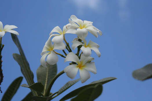 bali flower