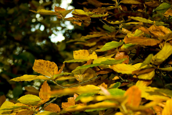 Leaves 5 by Jackphotographer on DeviantArt