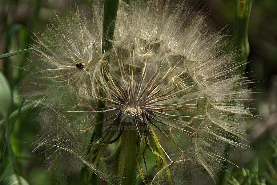 Seeds of meadow salsify 1