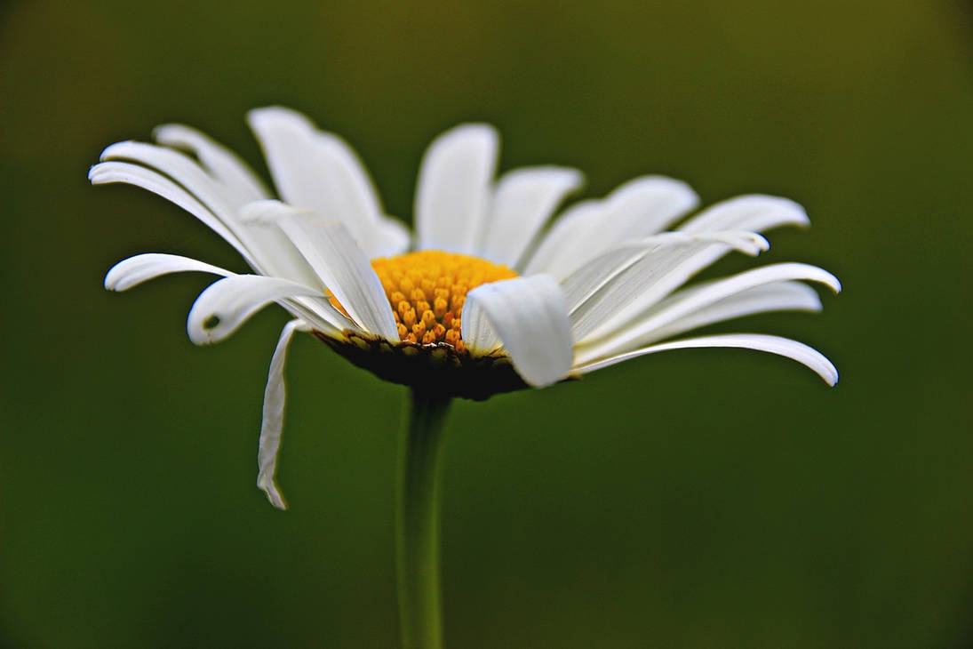 Oxeye daisy by Gerfer Oxeye daisy by Gerfer