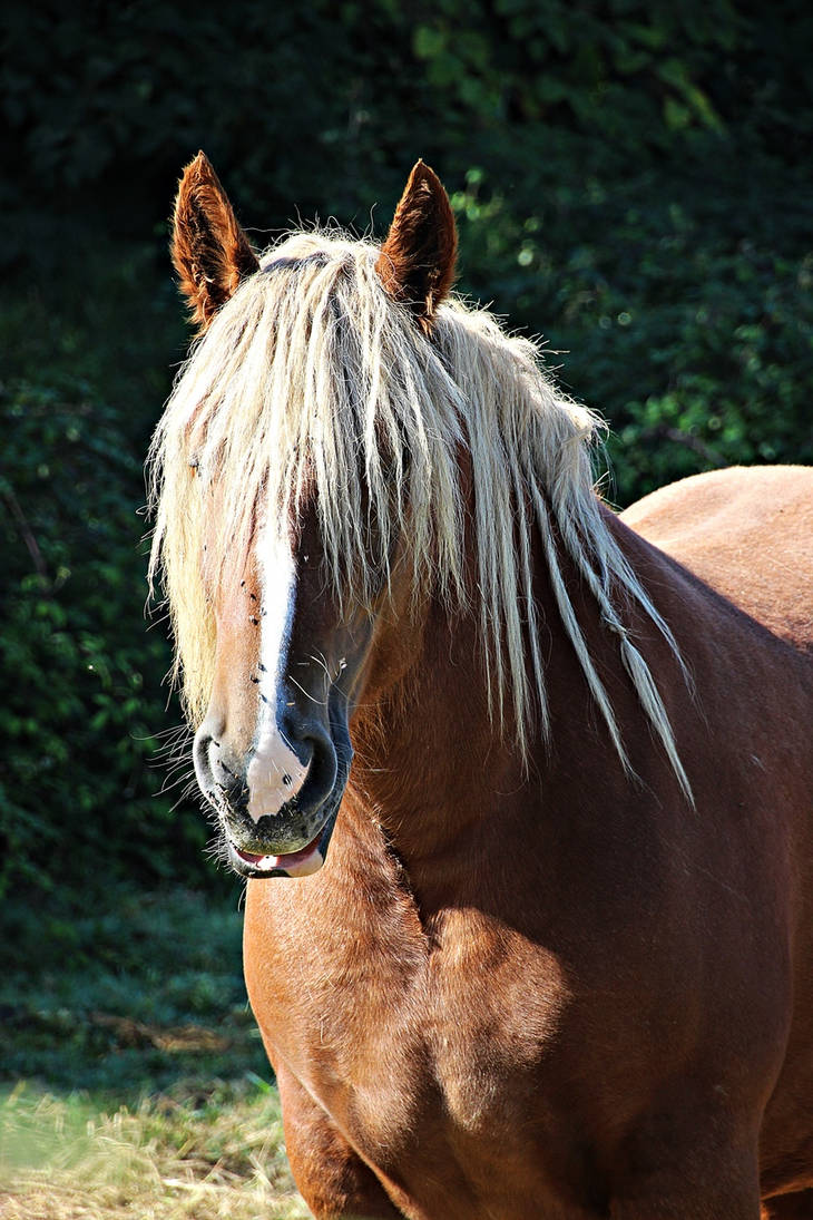 Pottok - Pony of the Pays Basque by Gerfer on DeviantArt