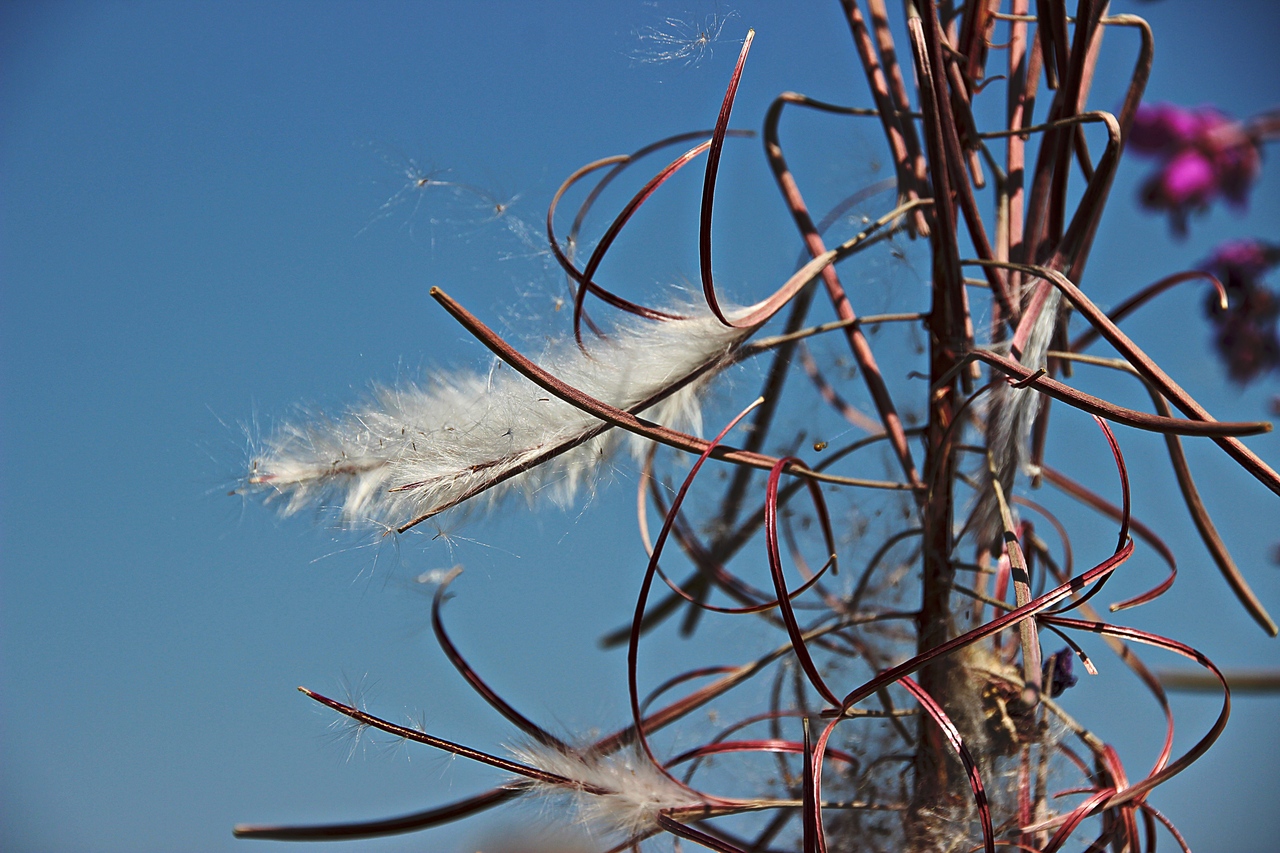 Rosebay willowherb (3)