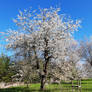 Apple trees in full bloom