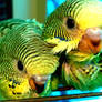 Baby Budgies