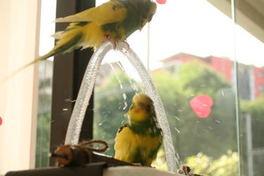 Lemon showering