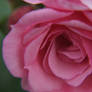 Pink Rose