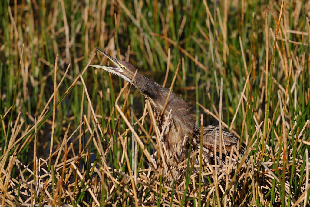 Angry Bittern by andrewrothstein on DeviantArt