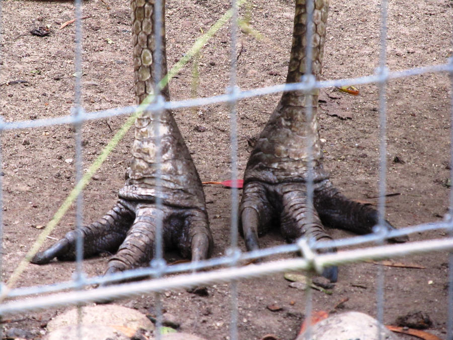 Raptor Feet by jaded-love3 on DeviantArt
