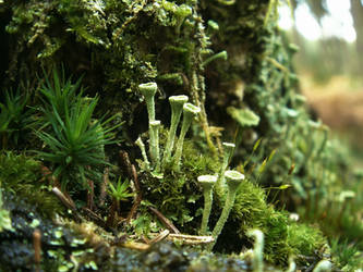 Trompetenflechte (Cladonia fimbriata)