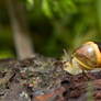 racing snail