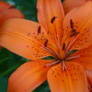 Tiger Lily