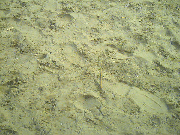 texture sand by AzurylipfesStock