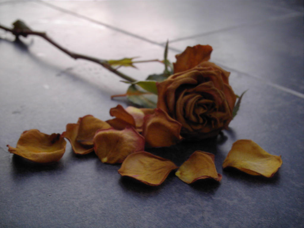 death roses 4 by AzurylipfesStock on DeviantArt