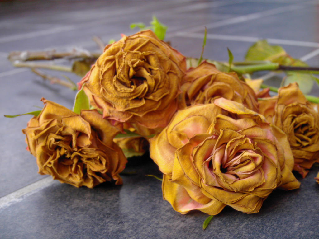 death roses 6 by AzurylipfesStock on DeviantArt