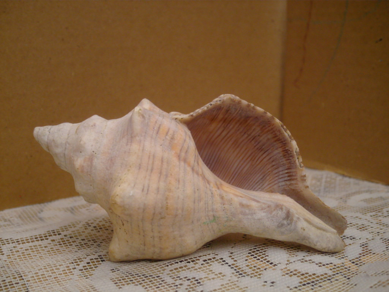 shell