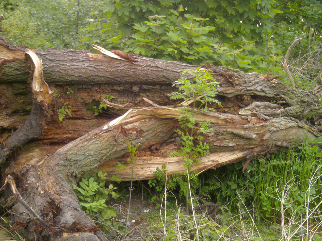 old fallen tree 1