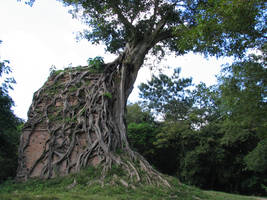 Tree House