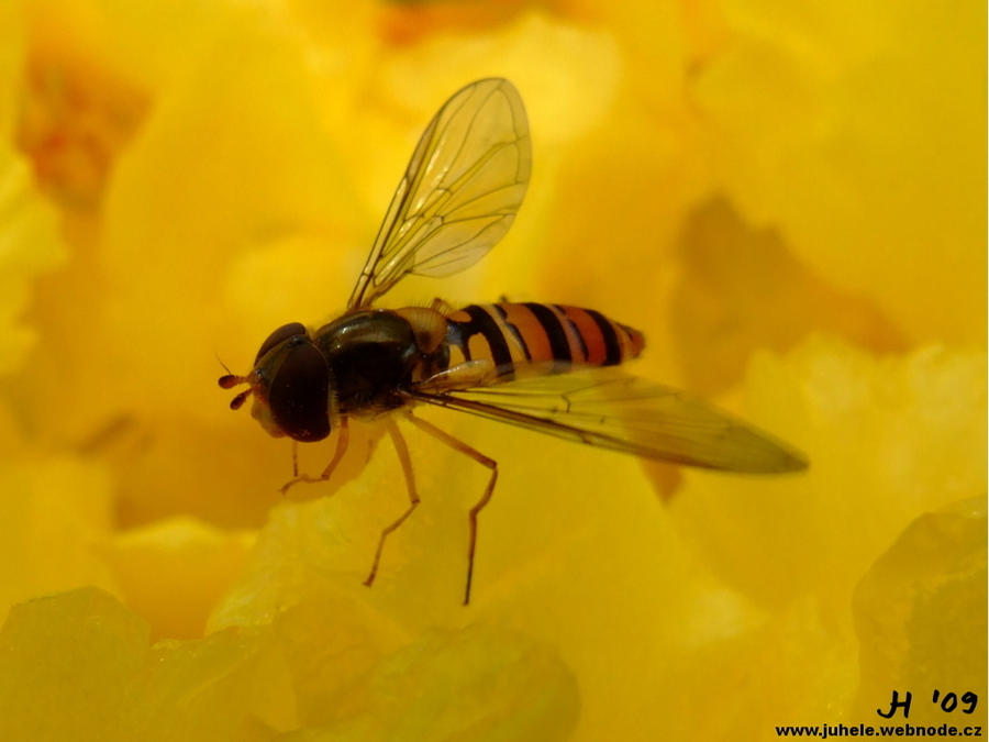 Ijere Insect Insect by juhele on DeviantArt