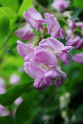 Flowers in Paris