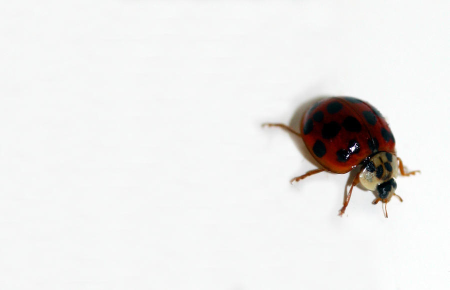 miss ladybug