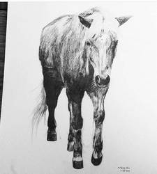 Islandic horse drawing