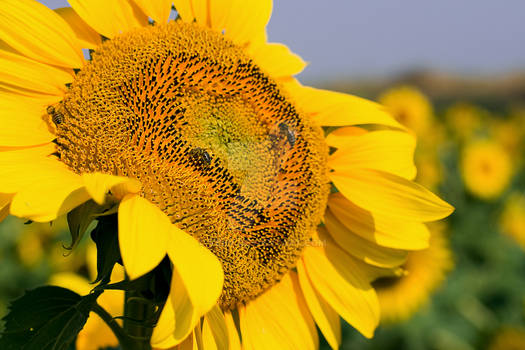 Bees and Sunflower.