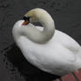 Salisbury Swan