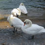 Swan Boudoir