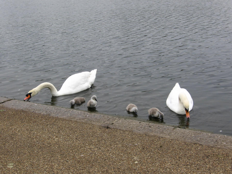 Swans in a Row