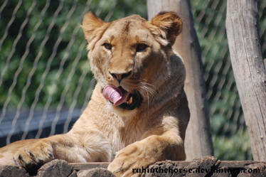 Lick