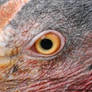 Northern Bald Ibis Eye