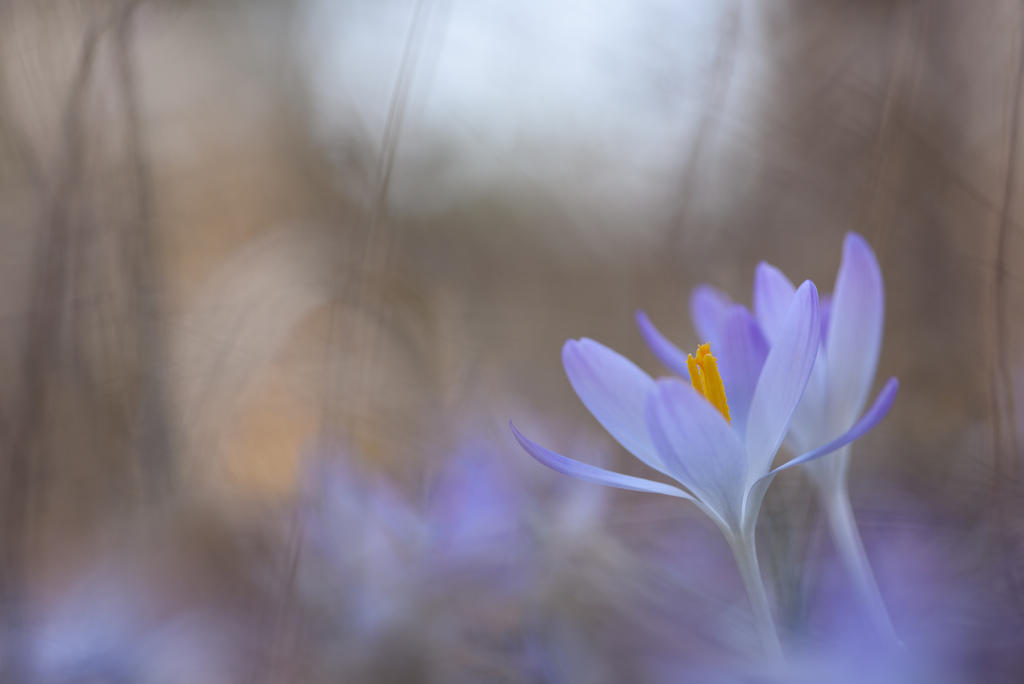 Gentle Steps Of Spring by Andruhastepanov on DeviantArt