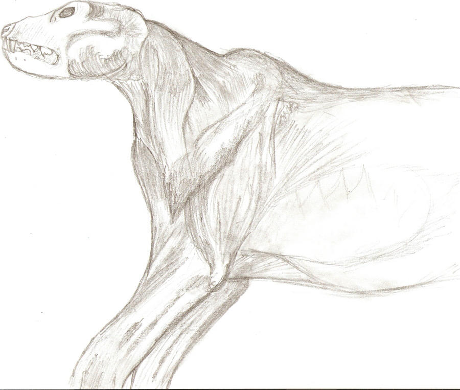 Animals. Muscle Deviantart Muscles by MissAnteater on DeviantArt