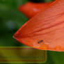 Teeny Ant on Lily