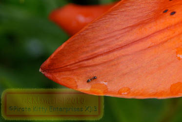 Teeny Ant on Lily