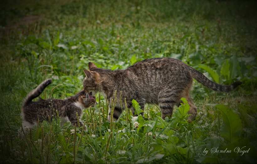 cat s tendernesses