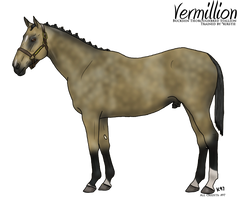 Buckskin Sport Horse