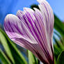 Crocus iii