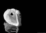 Mute Swan by Little-Miss-Splendid