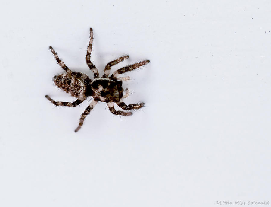 Zebra Spider