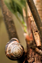 Snail in a Tree