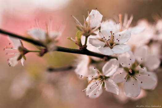 Hawthorn Blossom