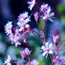 Pink Flowers