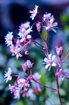 Pink Flowers