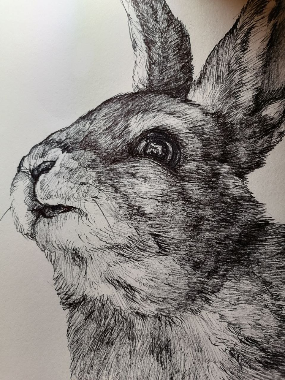 rabbit by V-S-H on DeviantArt