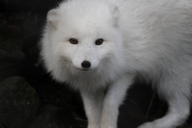 Icelandic Arctic Fox
