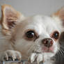 lovely chihuahua