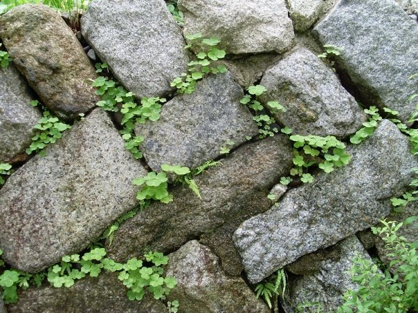 Japanese stone wall, Kyoto.raw